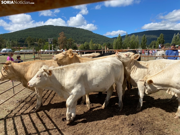 Feria ganadera Vinuesa 2024. 