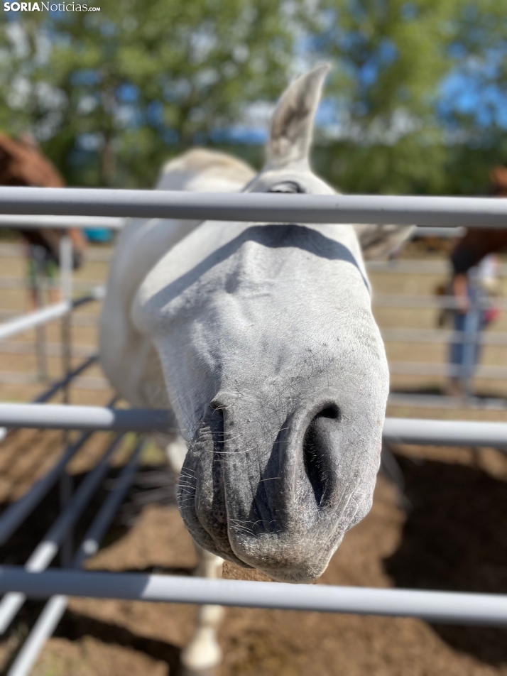 Feria ganadera Vinuesa 2024. 