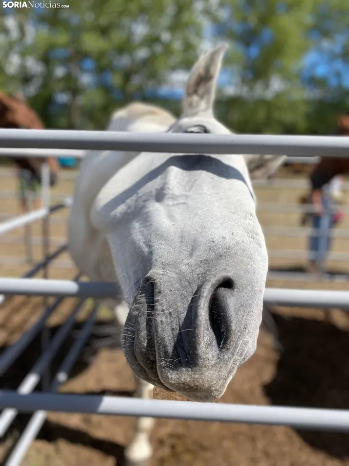 Feria ganadera Vinuesa 2024. 