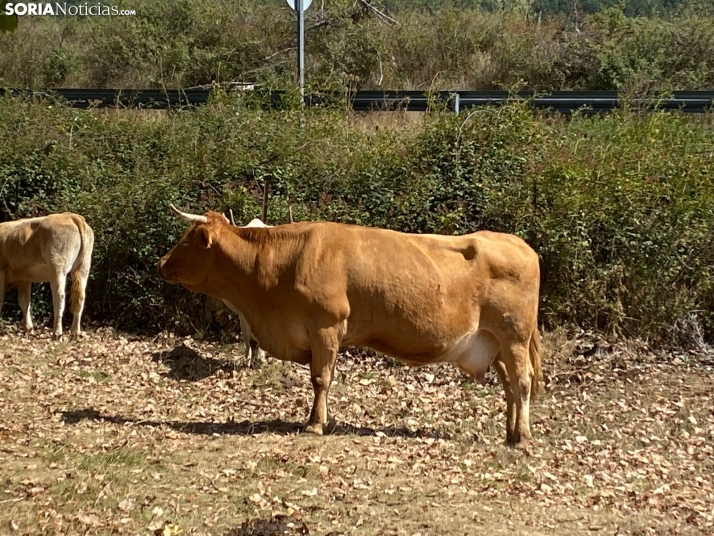 Feria ganadera Vinuesa 2024. 