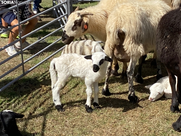 Feria ganadera Vinuesa 2024. 