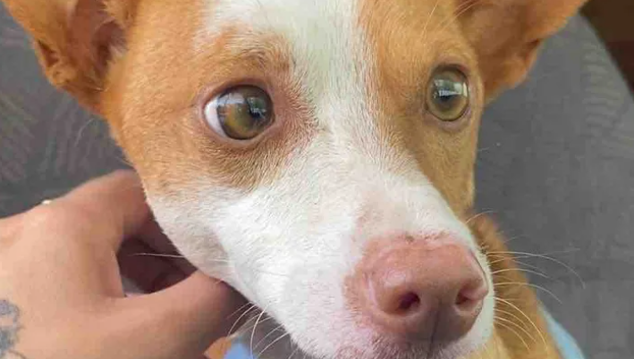 Un SOS urgente para salvar a King