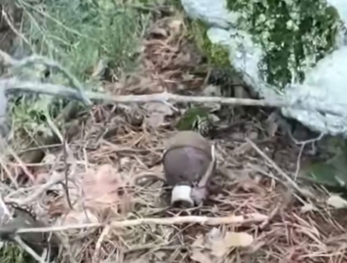 Vídeo/ Buscaba setas en este pueblo de Soria, pero descubrió algo muy distinto: una granada con carga explosiva