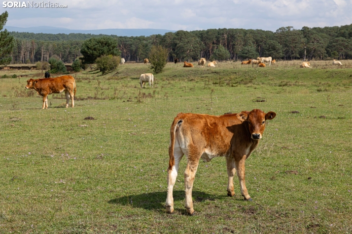 Primer paseo micológico. /Viksar Fotografía