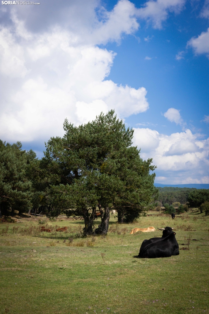 Primer paseo micológico. /Viksar Fotografía