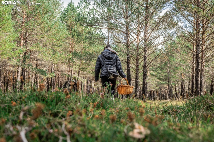 Primer paseo micológico. /Viksar Fotografía