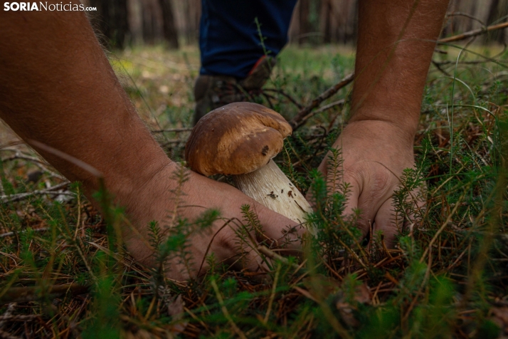 Uno de los primeros boletus edulis de la campaña de otoño 2024. /Viksar Fotografía