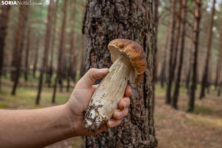 Primer paseo micológico. /Viksar Fotografía