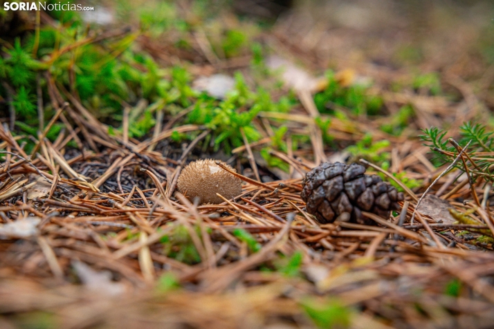 Primer paseo micológico. /Viksar Fotografía