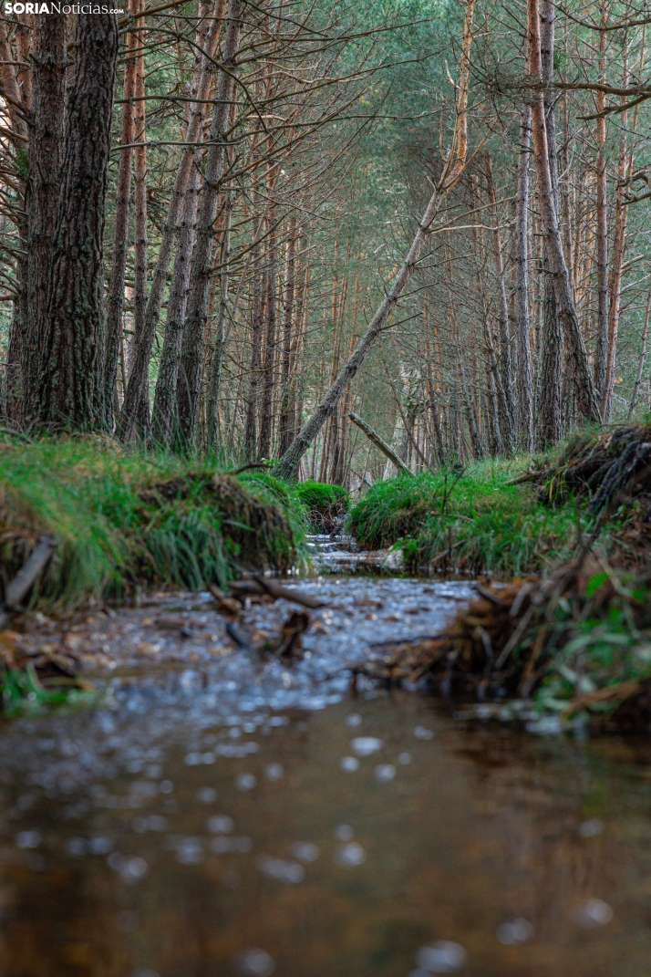 Primer paseo micológico. /Viksar Fotografía