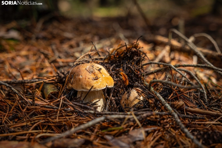 Primer paseo micológico. /Viksar Fotografía