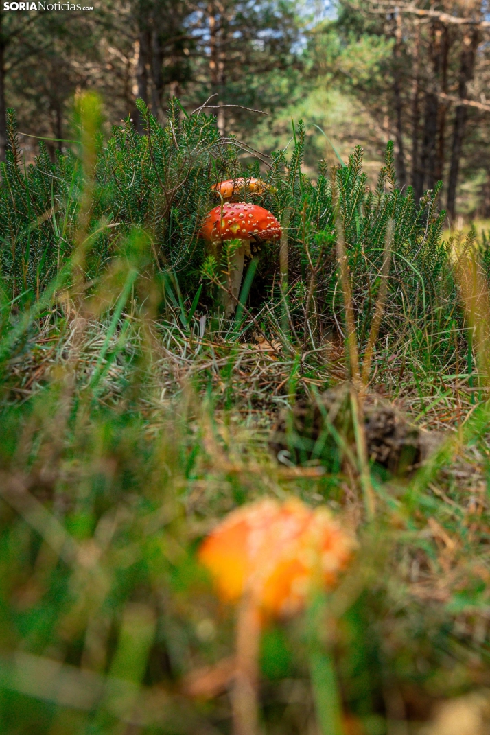 Primer paseo micológico. /Viksar Fotografía