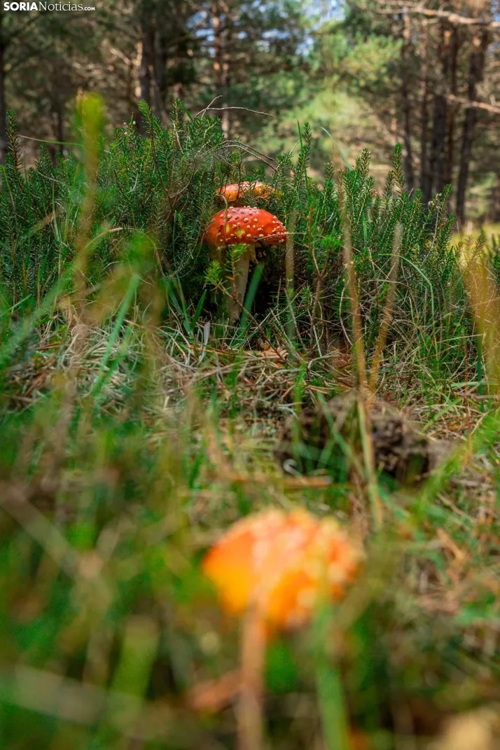 Primer paseo micológico. /Viksar Fotografía