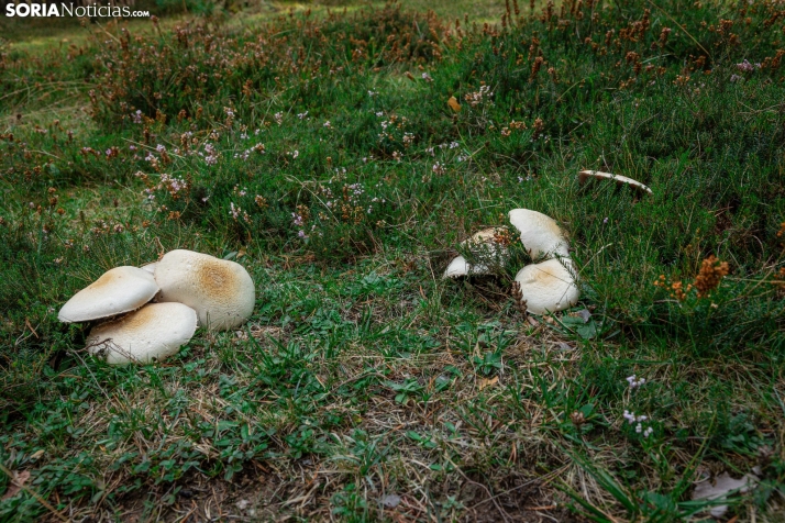 Primer paseo micológico. /Viksar Fotografía