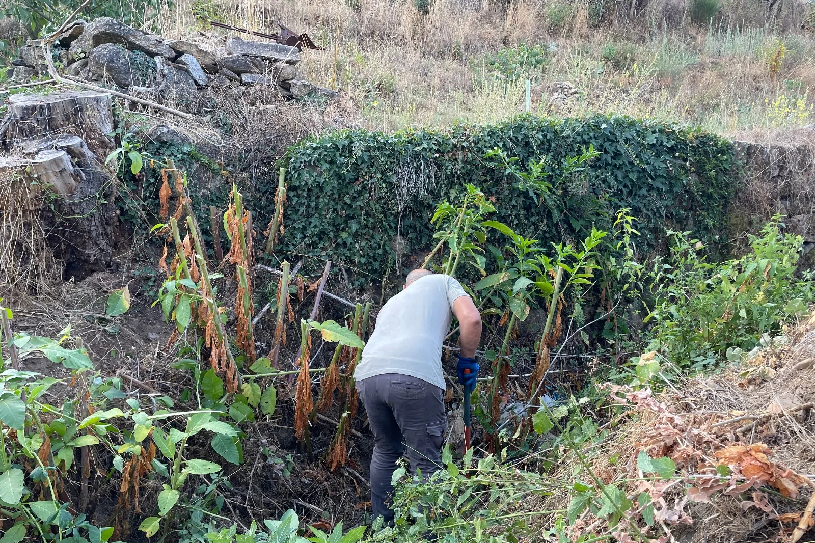 Foto 2 - Cesefor participa en la retirada de vegetaci&oacute;n invasora en r&iacute;os de Salamanca