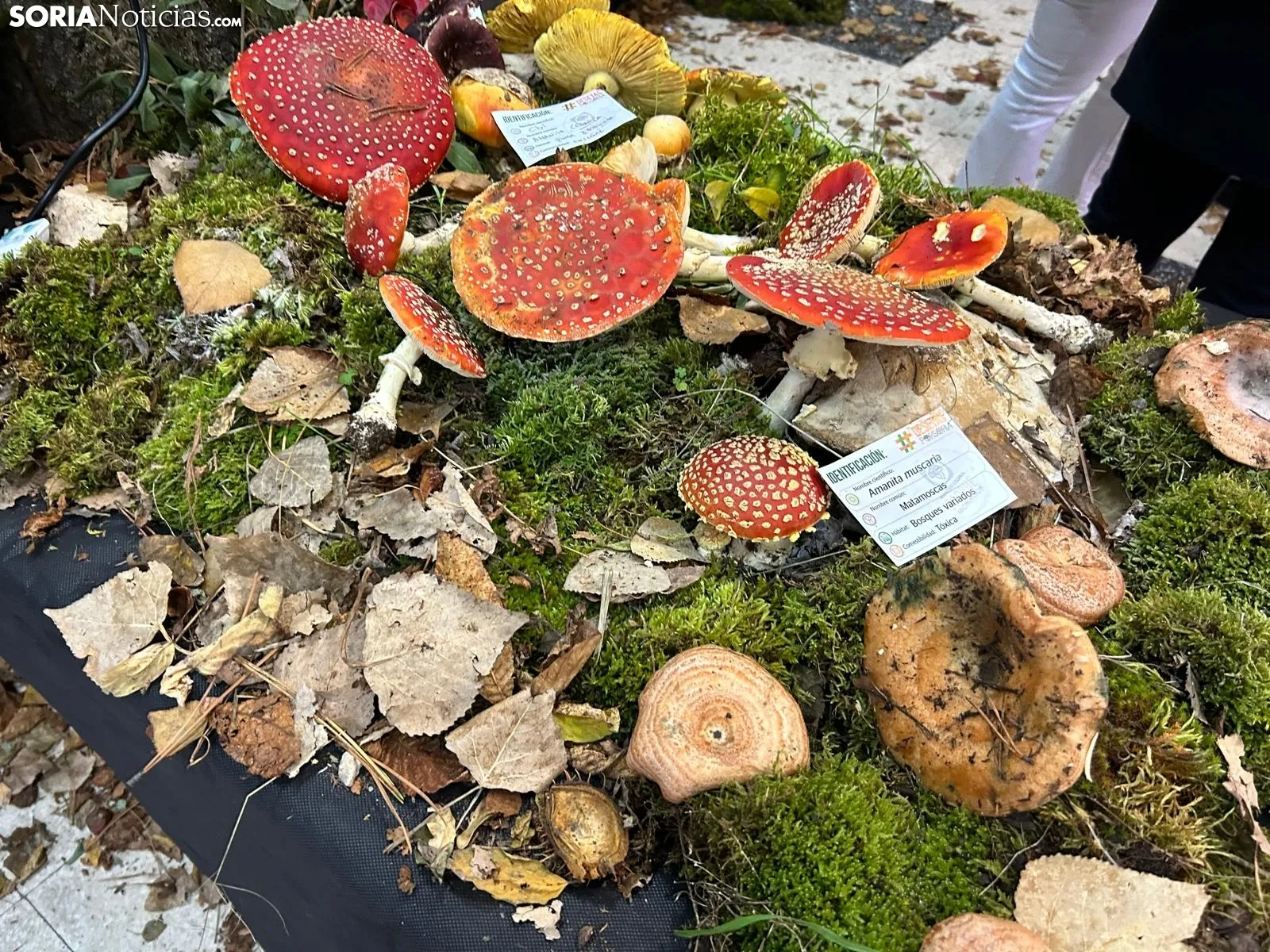 Foto 8 - Almarza, un para&iacute;so micol&oacute;gico con 190 especies de setas