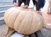 Foto 1 - ¿Has cultivado una calabaza de concurso? San Esteban vuelve a buscar la más grande y gorda de la zona