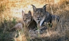 Foto 1 - La Junta reintroducirá el lince ibérico en esta zona de Castilla y León