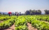 Foto 1 - La Junta invierte 9,7M&euro; en impulsar la modernización de la cadena de valor agroalimentaria mediante el desarrollo de una plataforma digital