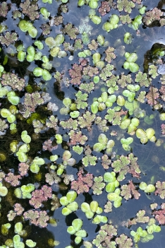 Foto 3 - Cesefor participa en la retirada de vegetación invasora en ríos de Salamanca