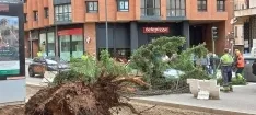 Foto 10 - Contin&uacute;an los incidentes por el viento en Soria: Cae un &aacute;rbol encima de un coche en pleno centro
