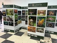 Foto 4 - Almarza, un para&iacute;so micol&oacute;gico con 190 especies de setas