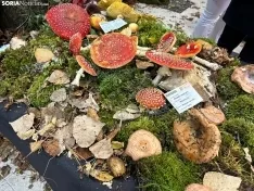 Foto 8 - Almarza, un para&iacute;so micol&oacute;gico con 190 especies de setas