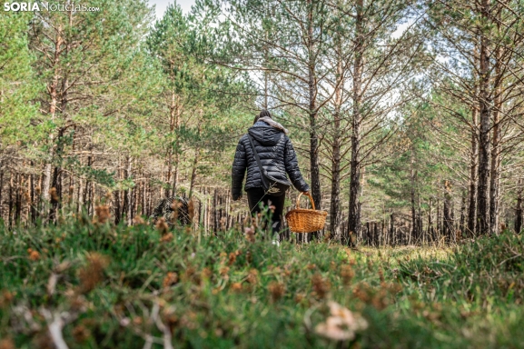 ¿Se están ya recogiendo los últimos boletus de la temporada en Soria?