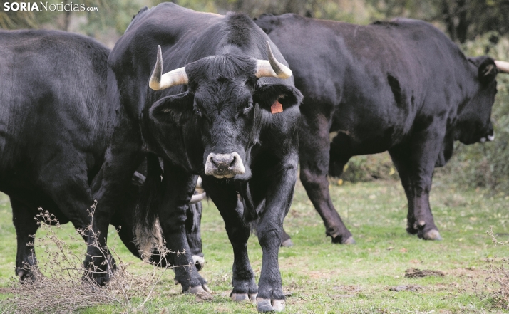 La Diputación dictamina las bases de apoyo a la raza serrana, a la incorporación de jóvenes agricultores, a la Mantequilla de Soria y al sector apícola