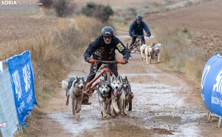 Vuelve, para Todos los Santos, la competición de mushing a Ólvega 