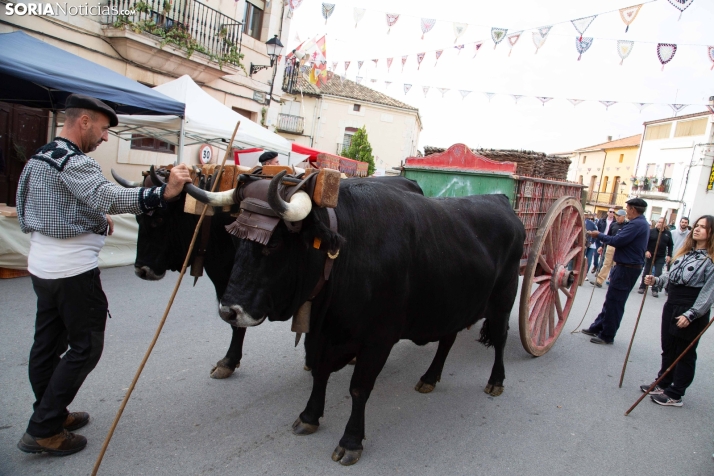 Jornadas de la Vendimia en Langa