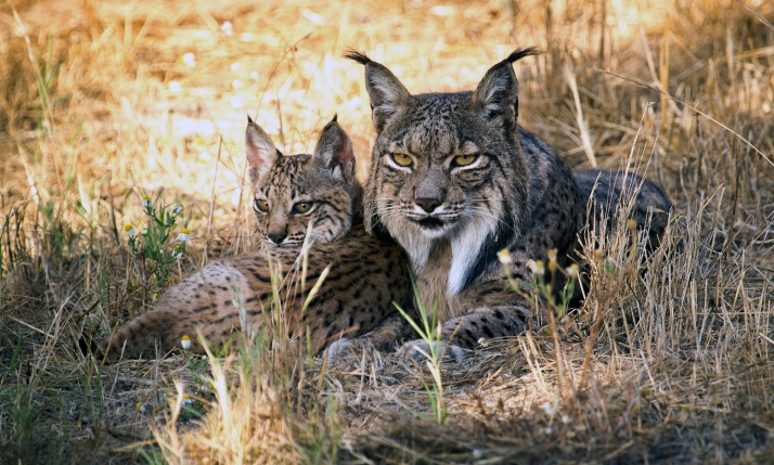 La Junta reintroducirá el lince ibérico en esta zona de Castilla y León