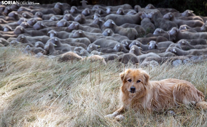 Un perro pastor junto a ganado trashumante a su paso por la provincia. /María Ferrer