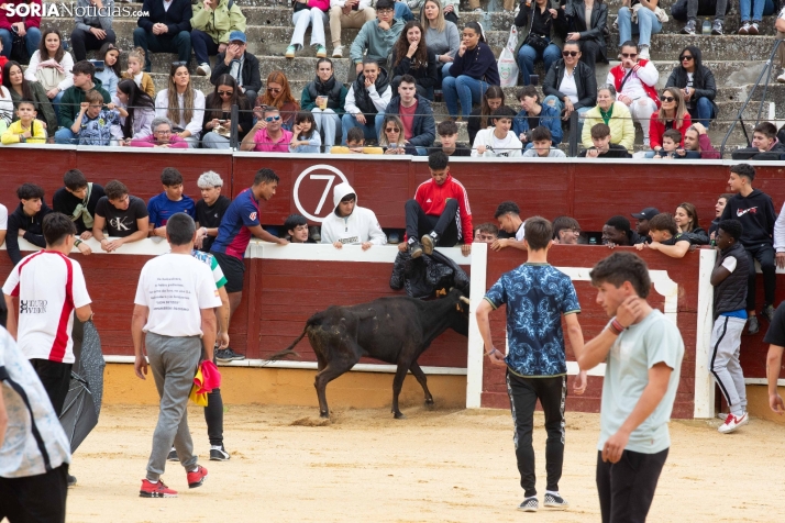 Vaquillas San Saturio