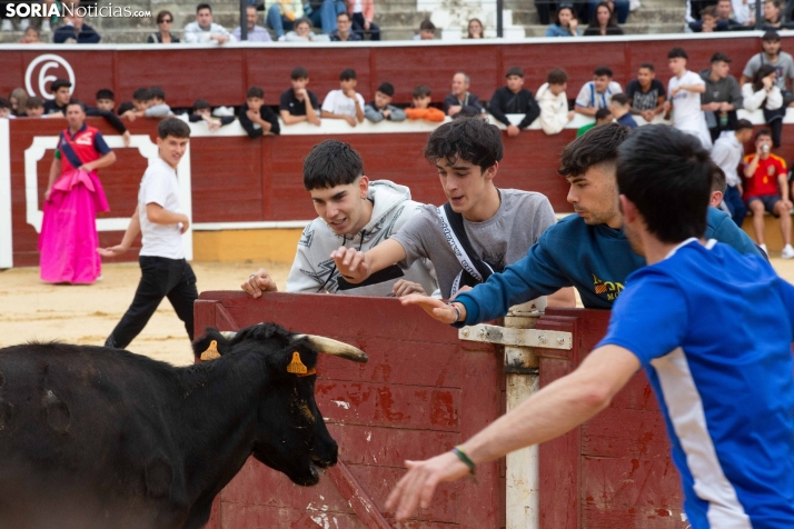 Vaquillas San Saturio