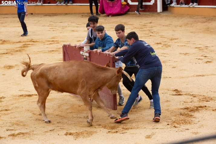 Vaquillas San Saturio