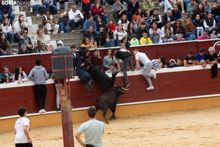 Vaquillas San Saturio