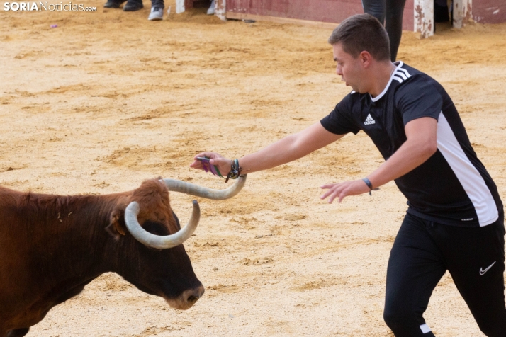 Vaquillas San Saturio