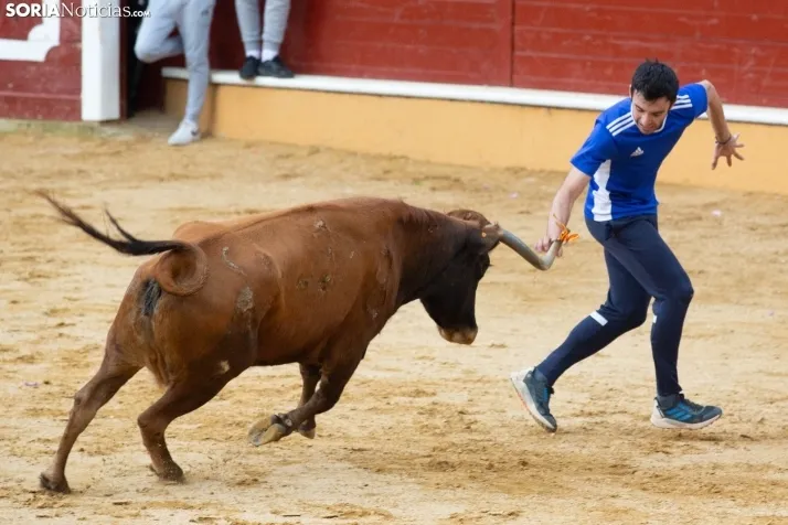 Vaquillas San Saturio