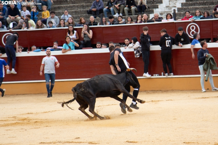 Vaquillas San Saturio