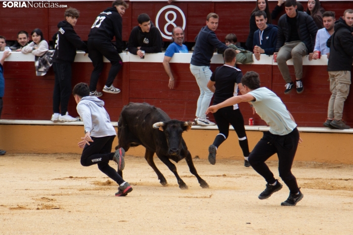 Vaquillas San Saturio