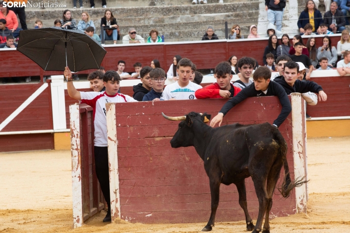 Vaquillas San Saturio