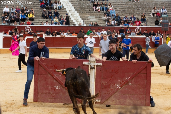 Vaquillas San Saturio