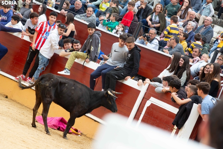 Vaquillas San Saturio