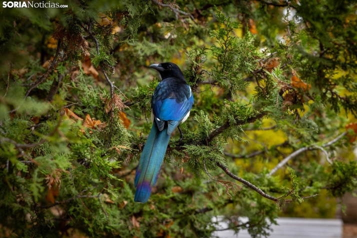 Soria se prepara para la peor versión del otoño