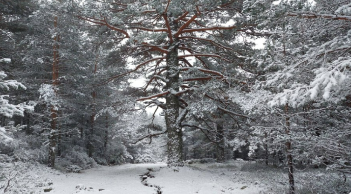 La primera nevada del año cae en en Duruelo de la Sierra