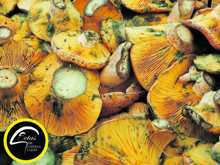 Las setas de Castilla y León, el producto forestal no maderable por excelencia