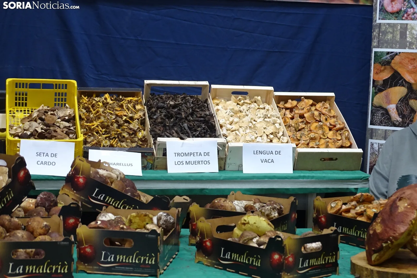 Una imagen de la feria micológica este sábado. /PC