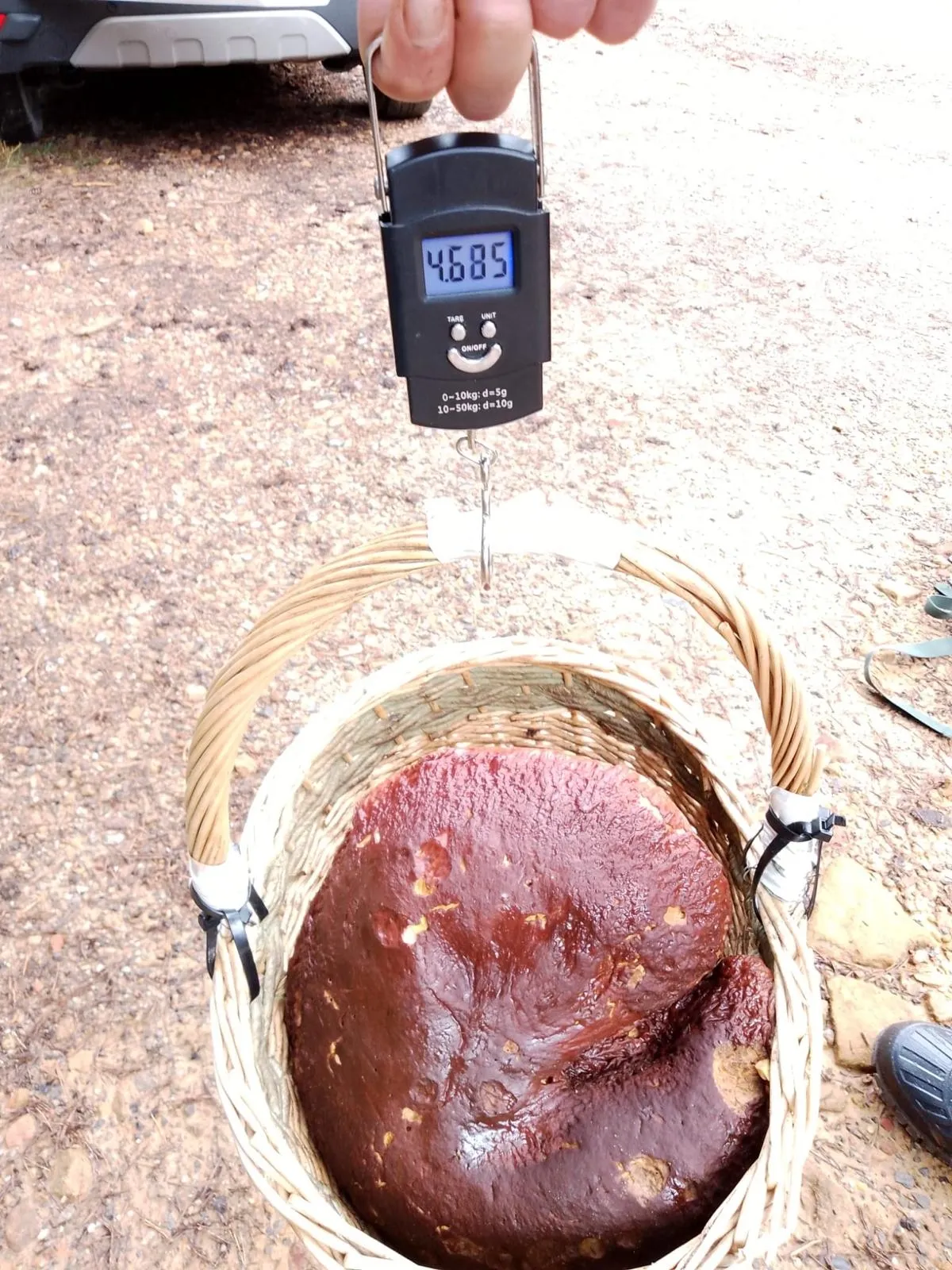 Foto 2 - Otro tesoro micol&oacute;gico en Soria: Encontrado un boletus de 4,6 kg.