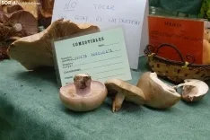 Una imagen de la feria micológica este sábado. /PC